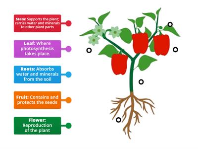 Structure/Function Plants Labeled Diagram (4th-5th Grade Science)