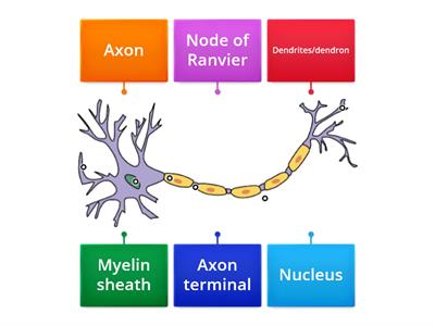 HSCare Unit 4 - Neurone