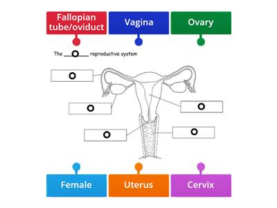 SP JC Female reproductive system 