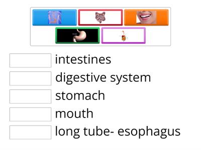 Digestive System- 4Q