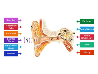 Parts of the ear - Sound