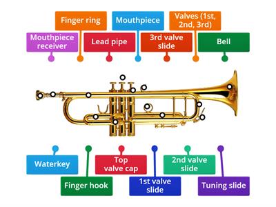 Trumpet Anatomy