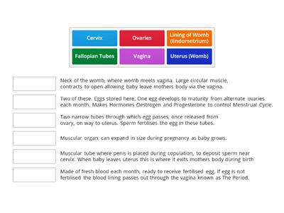 Female System. Parts and Functions. SPHE.