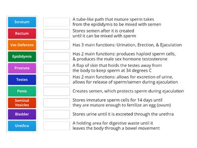 XY Reproductive Anatomy - Functions