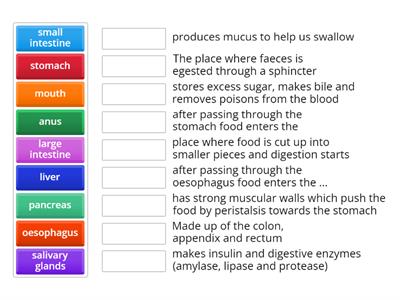 Digestive System