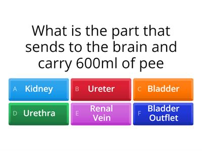 Level 1 Kidneys