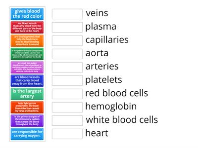 Circulatory System (Match Up)