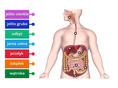 układ pokarmowy