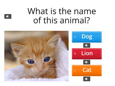 Cat Fact - Quiz