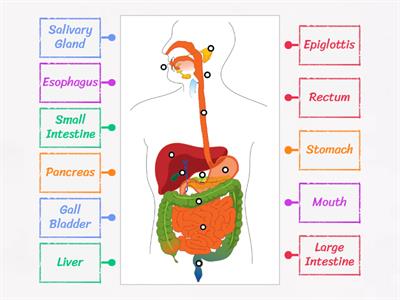 THE DIGESTIVE SYSTEM