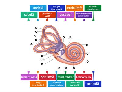 urechea internă - structură