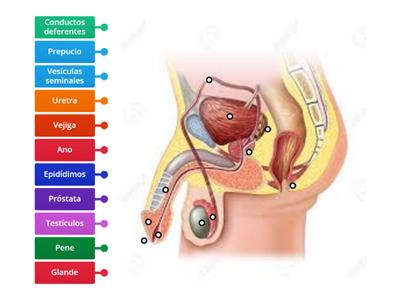 Anatomía del aparato reproductor masculino