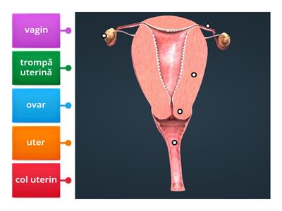 Anatomia sistemului reproducător feminin