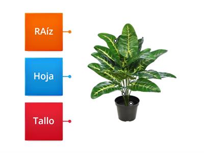 plantas