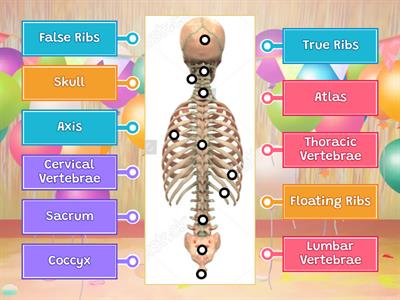 Axial Skeleton Labeling - Posterior