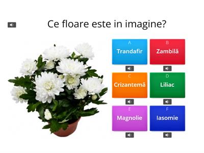 Ce floare este?, Creat de Larisa