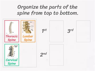 Parts of the Spine