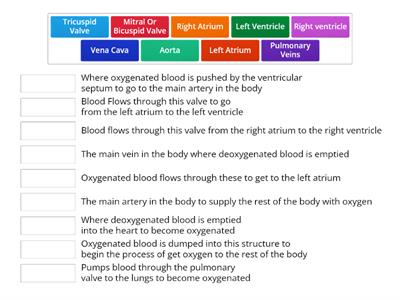 Blood Pathway through the Heart