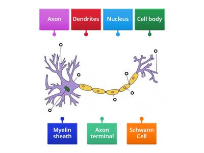 Motor neuron labels