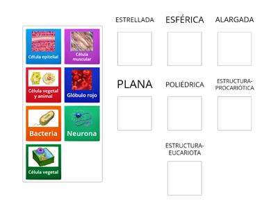 FORMAS DE LAS CÉLULAS  Y SU ESTRUCTURA