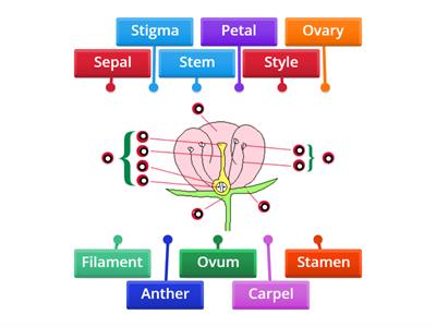 Flower diagram