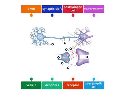 Synapse structure - How neurons communicate
