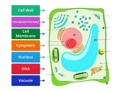 Plant Cell Model Labeling
