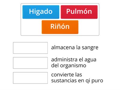 Funciones de los órganos según la Medicina Tradicional China