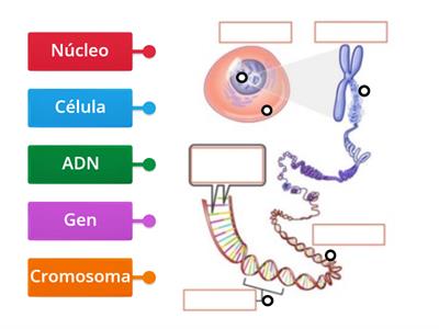 Diagrama ADN, Cromosoma, Gen