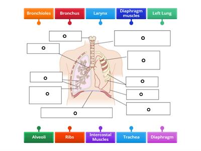 Respiratory System Structure