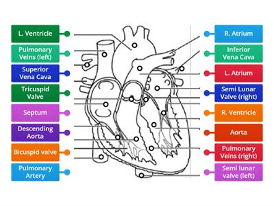 Heart Anatomy Labelling
