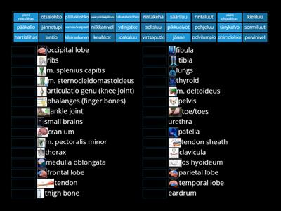Anatomy vocabulary cards - Match Up