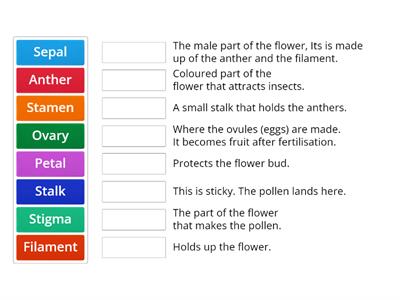 Functions of a flower KS3