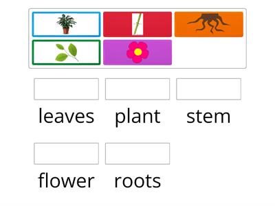Plants Parts