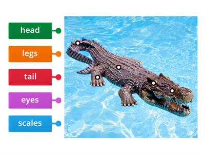 label the crocodile