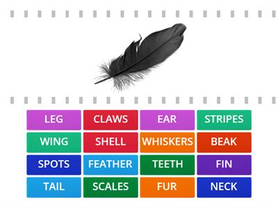 ANIMALS Descriptions (Flyers, Unit 6)