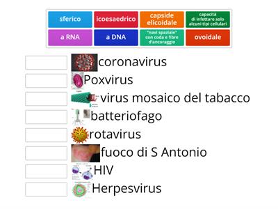 classificazione Virus 