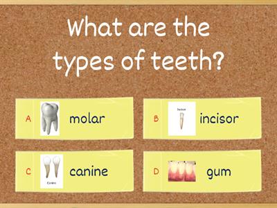 Quiz (Types of teeth, Function & Structure)