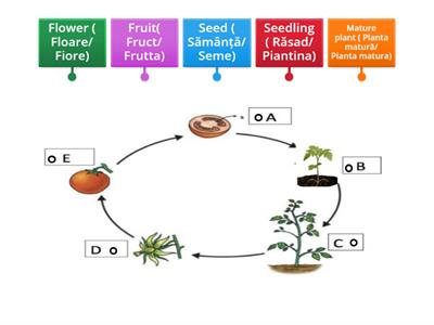  Life cycle of a plant