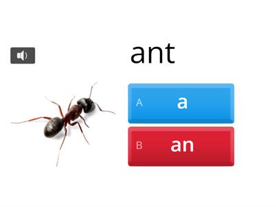 A-AN & alphabet