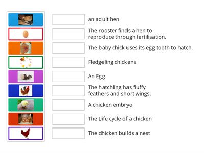 Match up :Life cycle of a chicken