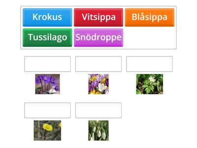 Vårblommor