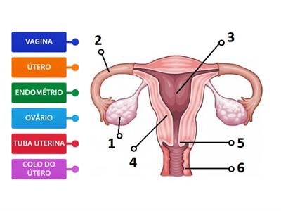 Sistema genital feminino