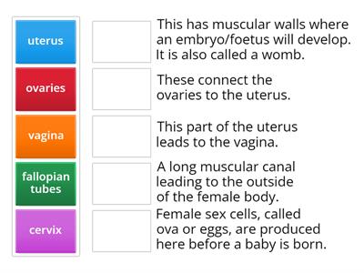  Female Reproductive Organs