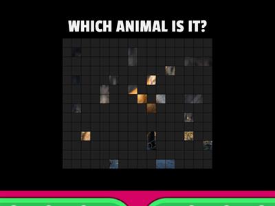 Look and choose the correct option. HABITATS and ANIMALS