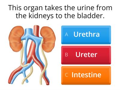 Body Systems - Functions 