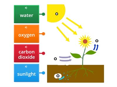Photosynthesis/ Science Book 5