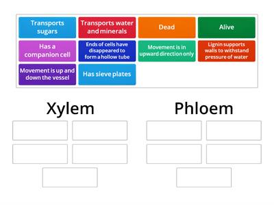 N5 Biology 2.5 Xylem and Phloem