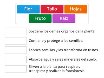 Las partes de las plantas y sus funciones