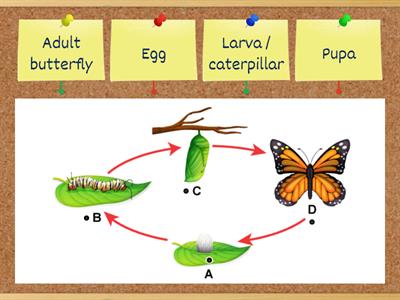 Metamorphosis:  Butterfly Life Cycle